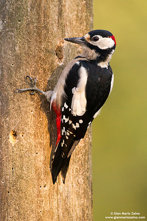 Dendrocopos major / Picchio rosso maggiore / Great spotted woodpecker / Pic épeiche