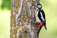 Dendrocopos major / Picchio rosso maggiore / Great spotted woodpecker / Pic épeiche