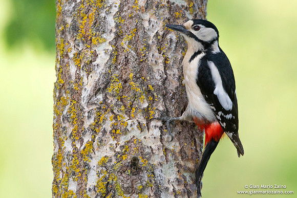 Dendrocopos major / Picchio rosso maggiore / Great spotted woodpecker / Pic épeiche