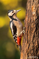 Dendrocopos major / Picchio rosso maggiore / Great spotted woodpecker / Pic épeiche