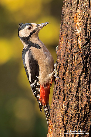 Dendrocopos major / Picchio rosso maggiore / Great spotted woodpecker / Pic épeiche