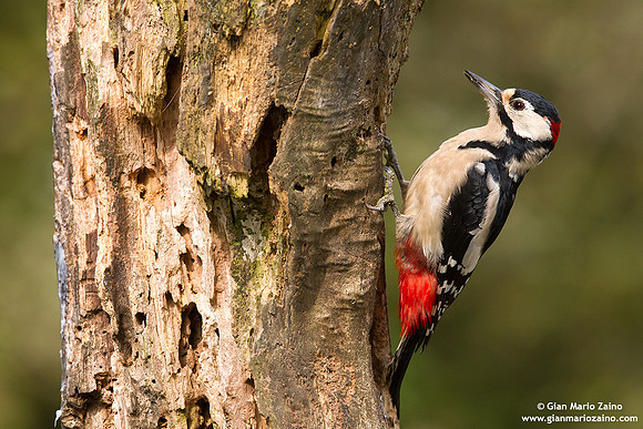 Dendrocopos major / Picchio rosso maggiore / Great spotted woodpecker / Pic épeiche