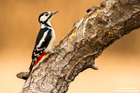 Dendrocopos major / Picchio rosso maggiore / Great spotted woodpecker / Pic épeiche