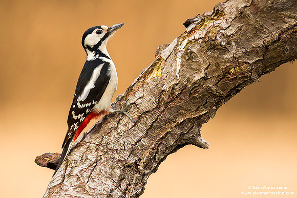 Dendrocopos major / Picchio rosso maggiore / Great spotted woodpecker / Pic épeiche