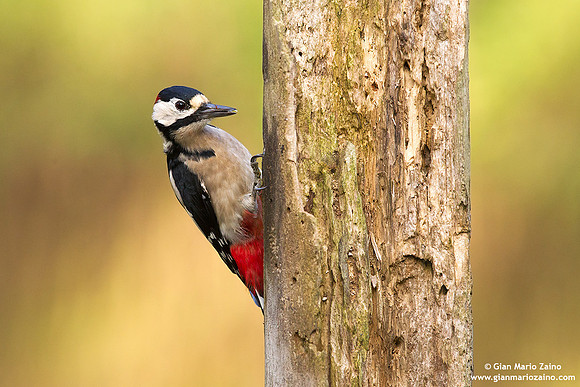 Dendrocopos major / Picchio rosso maggiore / Great spotted woodpecker / Pic épeiche