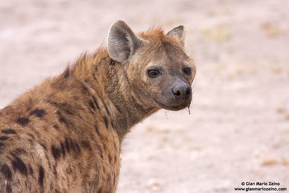 Crocuta crocuta / Iena maculata / Spotted hyena / Hyène tachetée