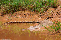 Crocodylia / Coccodrillo / Crocodile / Crocodile