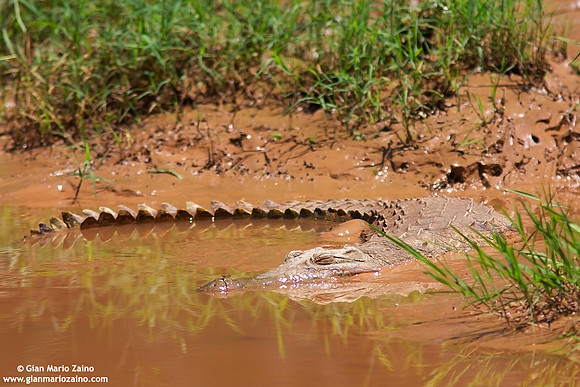 Crocodylia / Coccodrillo / Crocodile / Crocodile