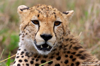 Acinonyx jubatus / Ghepardo / Cheetah / Guépard