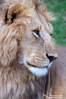 Panthera leo / Leone / Lion / Lion