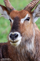 Kobus ellipsiprymnus / Cobo / Waterbuck / Cobe à croissant