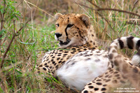 Acinonyx jubatus / Ghepardo / Cheetah / Guépard