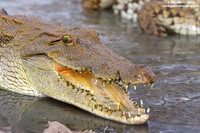 Crocodylia / Coccodrillo / Crocodile / Crocodile
