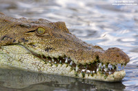 Crocodylia / Coccodrillo / Crocodile / Crocodile