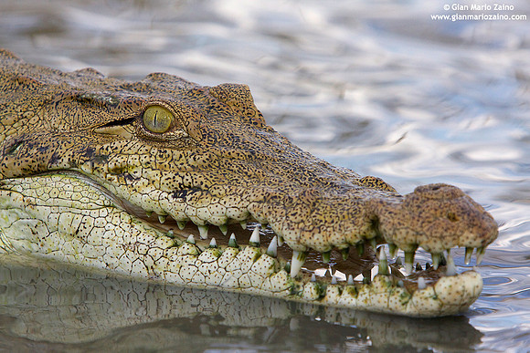 Crocodylia / Coccodrillo / Crocodile / Crocodile