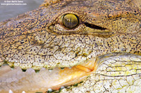 Crocodylia / Coccodrillo / Crocodile / Crocodile