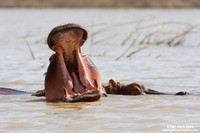 Hippopotamus amphibius / Ippopotamo / Hyppopotamus / Hippopotame amphibie