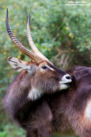 Kobus ellipsiprymnus / Cobo / Waterbuck / Cobe à croissant