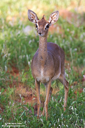 Madoqua guentheri / Dik-dik di Günther / Günther's Dik-dik / Dik-dik de Günther