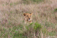 Panthera leo / Leone / Lion / Lion