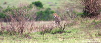 Acinonyx jubatus / Ghepardo / Cheetah / Guépard