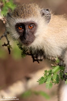 Chlorocebus pygerythrus / Cercopiteco verde / Vervet monkey / Vervet