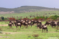 Connochaetes / Gnu / Wildebeest / Gnous
