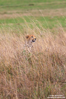 Acinonyx jubatus / Ghepardo / Cheetah / Guépard