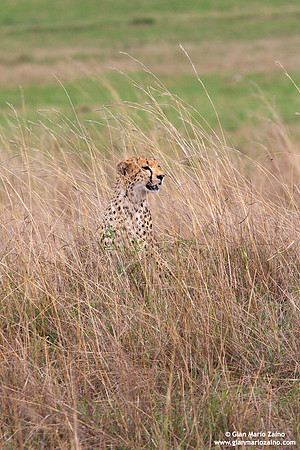 Acinonyx jubatus / Ghepardo / Cheetah / Guépard