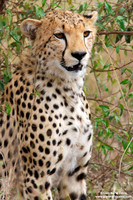 Acinonyx jubatus / Ghepardo / Cheetah / Guépard