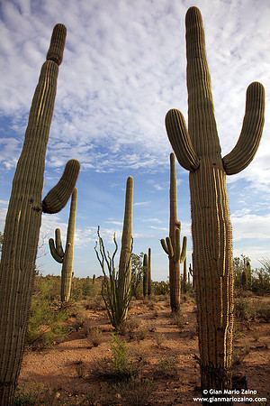 USA - Arizona, Saguaro National Park (15/08/2012)