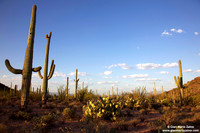 USA - Arizona, Saguaro National Park (12/08/2012)