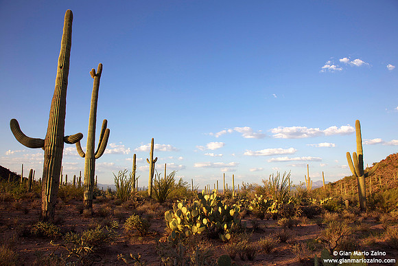 USA - Arizona, Saguaro National Park (12/08/2012)