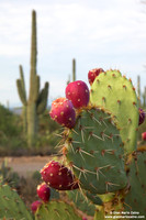 USA - Arizona, Saguaro National Park (15/08/2012)