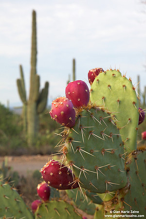 USA - Arizona, Saguaro National Park (15/08/2012)