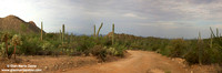 USA - Arizona, Saguaro National Park (15/08/2012)