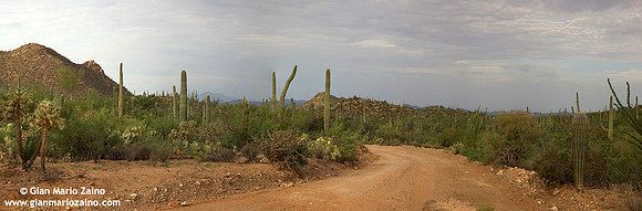 USA - Arizona, Saguaro National Park (15/08/2012)