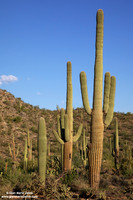 USA - Arizona, Saguaro National Park (12/08/2012)