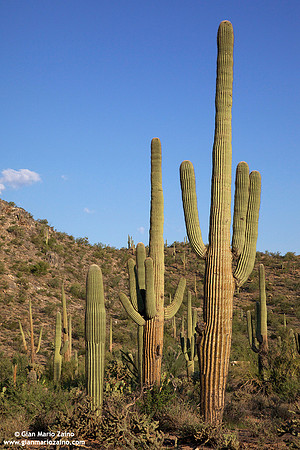 USA - Arizona, Saguaro National Park (12/08/2012)