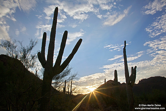 USA - Arizona, Saguaro National Park (15/08/2012)