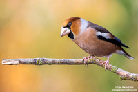 Frosone comune / Coccothraustes coccothraustes / Hawfinch / Gros-bec casse-noyaux