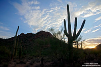 USA - Arizona, Saguaro National Park (15/08/2012)