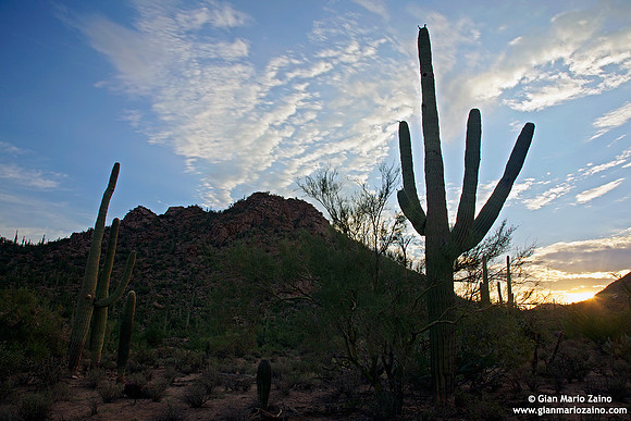 USA - Arizona, Saguaro National Park (15/08/2012)