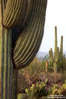 USA - Arizona, Saguaro National Park (15/08/2012)