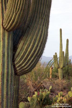 USA - Arizona, Saguaro National Park (15/08/2012)
