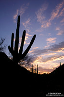 USA - Arizona, Saguaro National Park (15/08/2012)