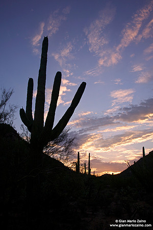 USA - Arizona, Saguaro National Park (15/08/2012)