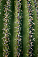 USA - Arizona, Saguaro National Park (15/08/2012)