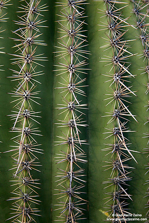 USA - Arizona, Saguaro National Park (15/08/2012)