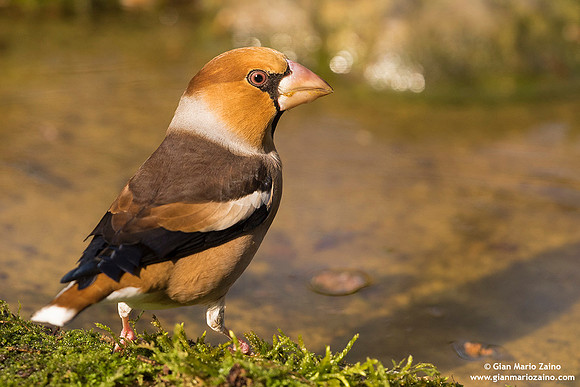 Frosone comune / Coccothraustes coccothraustes / Hawfinch / Gros-bec casse-noyaux